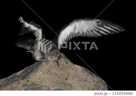 Juvenile Cory's shearwater. 135859460