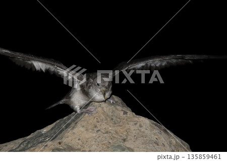Juvenile Cory's shearwater. Juvenile Cory's shearwater. 135859461