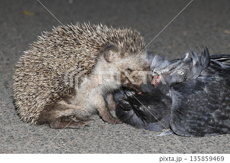 North African hedgehog. 135859469