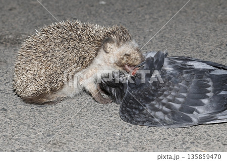 North African hedgehog. 135859470