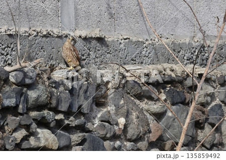 Male common kestrel resting. 135859492