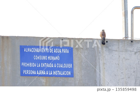 Male common kestrel next to a sign. Male common kestrel next to a sign. 135859498