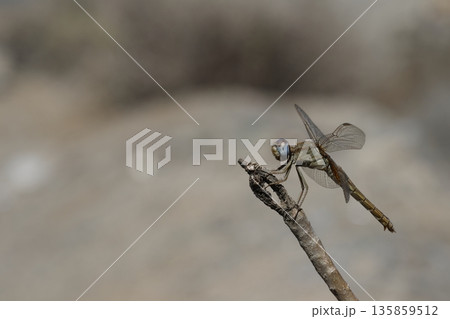 Female scarlet dragonfly. Female scarlet dragonfly. 135859512