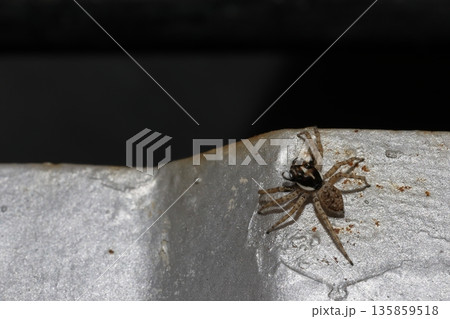 Half-edged wall jumping spider. 135859518