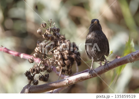 Female common blackbird. Female common blackbird. 135859519