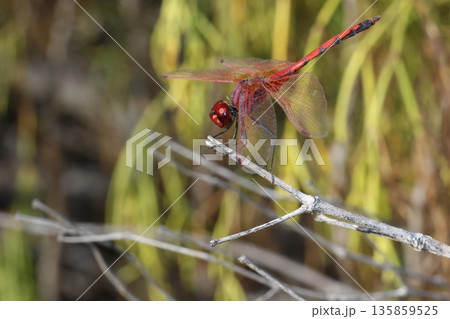 Male red-veined dropwing. 135859525