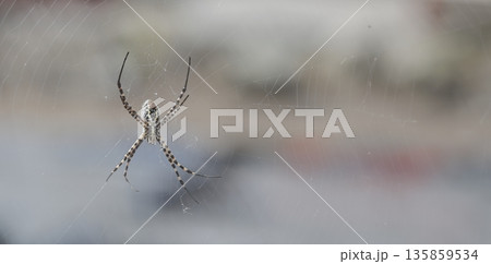 Banded garden orb-web spider. Banded garden orb-web spider. 135859534