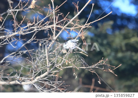 真冬の北海道　街路樹の枝に止まるシマエナガ 135859827