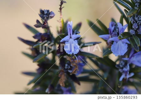 冬の庭に咲くローズマリーの花とツボミの様子 135860293