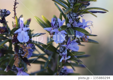 冬の庭に咲くローズマリーの花とツボミの様子 135860294