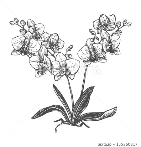 Vector orchid. A bush with phalaenopsis flowers, leaves, and buds. Black ink drawing imitating an engraving. Line art illustration of an exotic flower. A tropical forest bouquet Vector orchid. A bush with phalaenopsis flowers, leaves, and buds. Black ink drawing imitating an engraving. Line art illustration of an exotic flower. A tropical forest bouquet 135860817