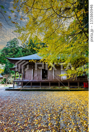 イチョウの葉が境内を染めて 135860946