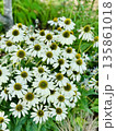 白い花 135861018