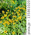 黄色い花 135861020