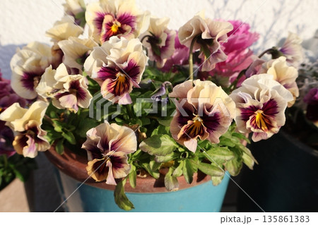 鉢植えのバイカラーフリルビオラ 135861383
