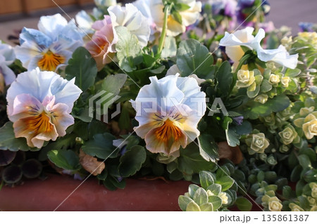 水色フリルビオラの寄せ植え 水色フリルビオラの寄せ植え 135861387