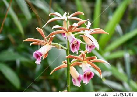 カクチョウラン(鶴頂蘭) Nun's Orchid カクチョウラン(鶴頂蘭) Nun's Orchid 135861392