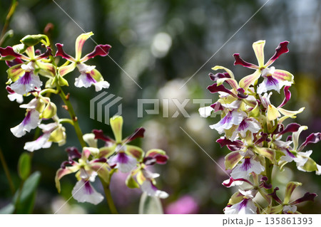 エンキクリア・シンフォンスマイル Encyclia Symphon Smile エンキクリア・シンフォンスマイル Encyclia Symphon Smile 135861393