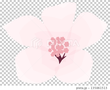 櫻花，簡單易懂的春花插圖 135861513