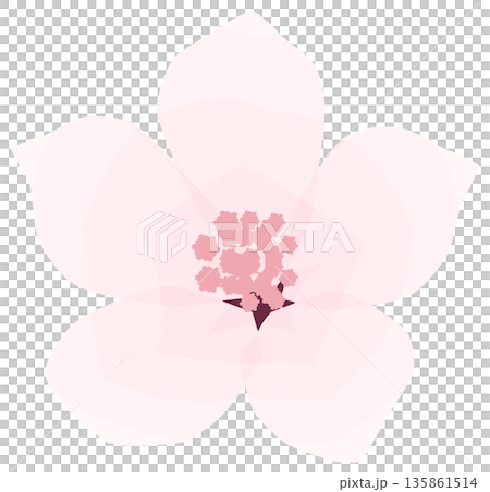 櫻花，簡單易懂的春花插圖 135861514