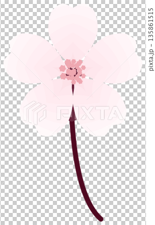 櫻花，簡單易懂的春花插圖 135861515