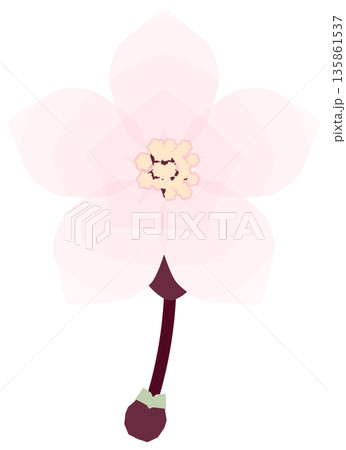 桜,シンプルでやさしい春の花イラスト 桜,シンプルでやさしい春の花イラスト 135861537