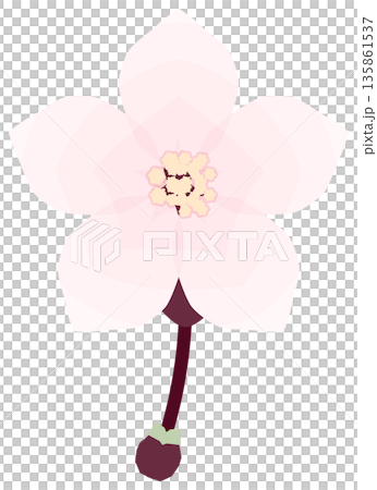 桜,シンプルでやさしい春の花イラスト 桜,シンプルでやさしい春の花イラスト 135861537