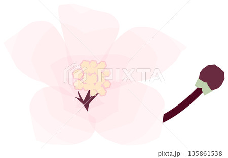 桜，シンプルでやさしい春の花イラスト 135861538