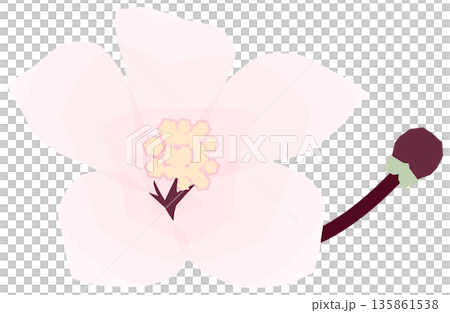 桜，シンプルでやさしい春の花イラスト 135861538