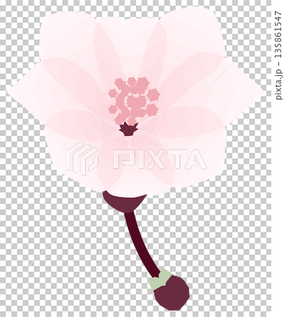 Cherry blossoms, simple and easy spring flower illustration Cherry blossoms, simple and easy spring flower illustration 135861547