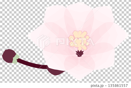 Cherry blossoms, simple and easy spring flower illustration 135861557