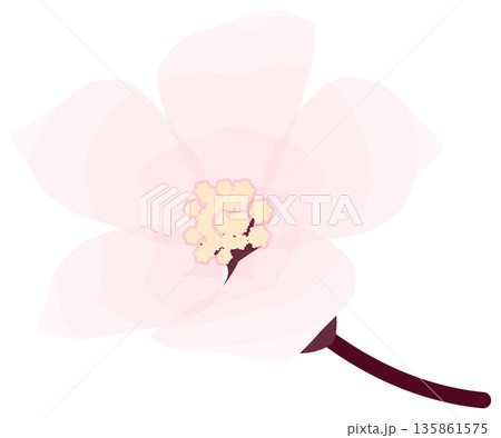 桜，シンプルでやさしい春の花イラスト 135861575