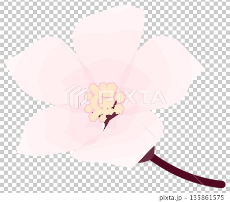 桜，シンプルでやさしい春の花イラスト 135861575