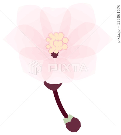 桜,シンプルでやさしい春の花イラスト 桜,シンプルでやさしい春の花イラスト 135861576