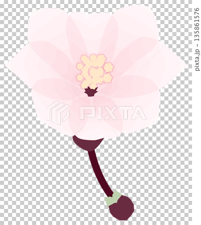 桜,シンプルでやさしい春の花イラスト 桜,シンプルでやさしい春の花イラスト 135861576
