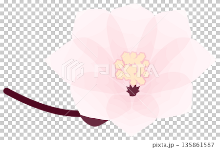 Cherry blossoms, simple and easy spring flower illustration Cherry blossoms, simple and easy spring flower illustration 135861587