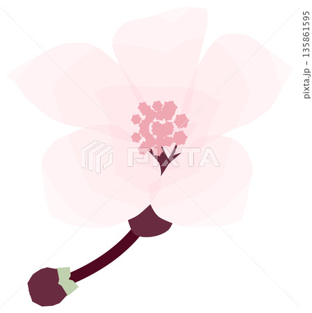 桜,シンプルでやさしい春の花イラスト 桜,シンプルでやさしい春の花イラスト 135861595