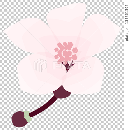 桜,シンプルでやさしい春の花イラスト 桜,シンプルでやさしい春の花イラスト 135861595