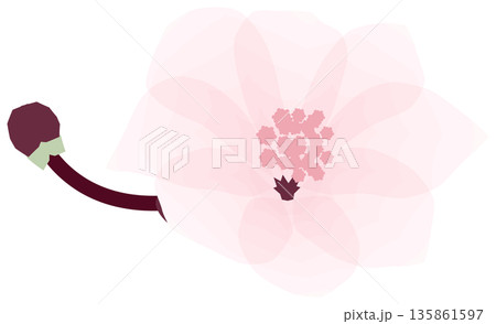 桜,シンプルでやさしい春の花イラスト 桜,シンプルでやさしい春の花イラスト 135861597