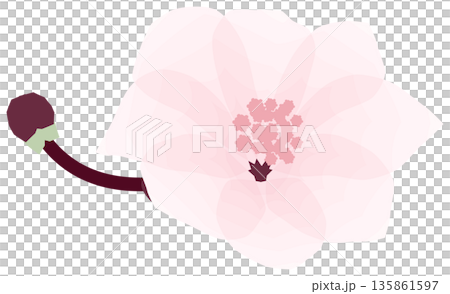 桜,シンプルでやさしい春の花イラスト 桜,シンプルでやさしい春の花イラスト 135861597
