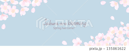 桜の花と春のスモーキーな空の横長背景イラスト 桜の花と春のスモーキーな空の横長背景イラスト 135861622