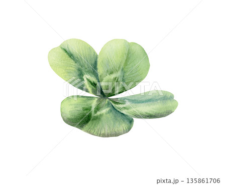 Rare four leaf clover,iconic symbol of luck and Saint Patricks Day.Watercolor vibrant green clip art with delicate detail for holiday cards,Irish themed designs,festive spring branding,wedding 135861706