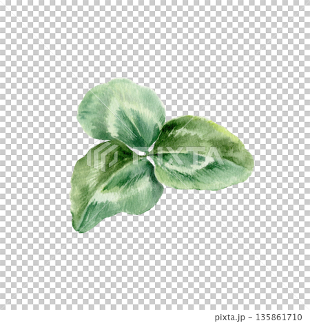 Shamrock delicate three leaf as vintage botanical bookplate illustration.Watercolor illustration in soft aged tones for heritage designs,educational prints,and nostalgic projects Shamrock delicate three leaf as vintage botanical bookplate illustration.Watercolor illustration in soft aged tones for heritage designs,educational prints,and nostalgic projects 135861710