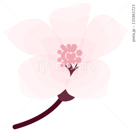 桜，シンプルでやさしい春の花イラスト 135861723