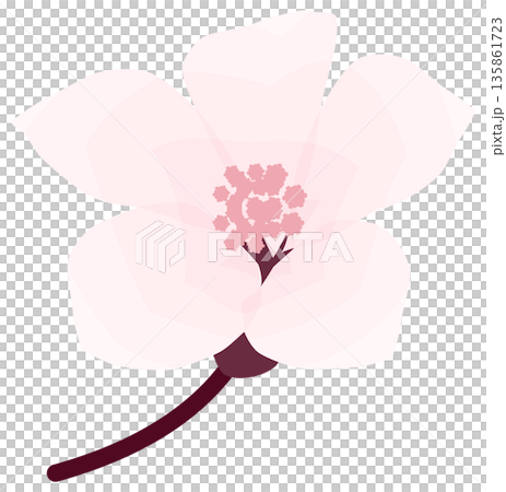 桜，シンプルでやさしい春の花イラスト 135861723