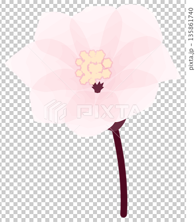櫻花,簡單易懂的春花插圖 櫻花,簡單易懂的春花插圖 135861740