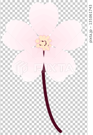 櫻花，簡單易懂的春花插圖 135861743