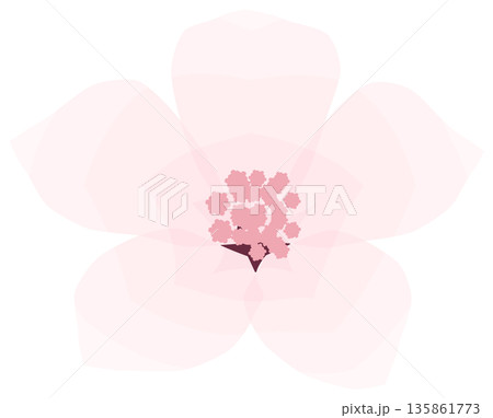 桜,シンプルでやさしい春の花イラスト 桜,シンプルでやさしい春の花イラスト 135861773