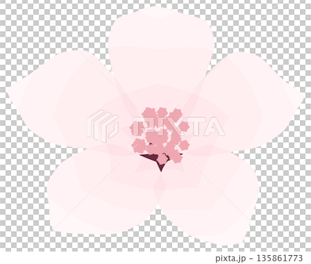 桜,シンプルでやさしい春の花イラスト 桜,シンプルでやさしい春の花イラスト 135861773