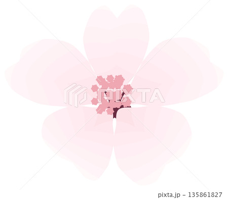 桜,シンプルでやさしい春の花イラスト 桜,シンプルでやさしい春の花イラスト 135861827